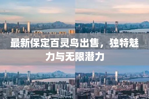 最新保定百靈鳥(niǎo)出售，獨(dú)特魅力與無(wú)限潛力