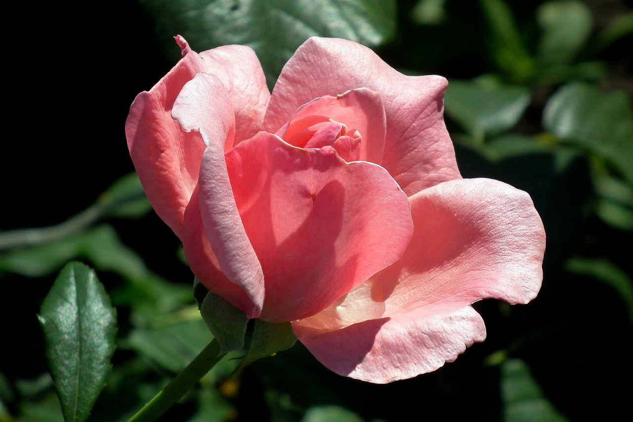 花開(kāi)無(wú)言 第15頁(yè)