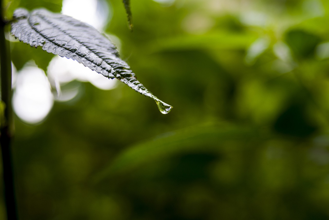 依生生物最新股票動態(tài)全面解析，最新消息與全面解讀