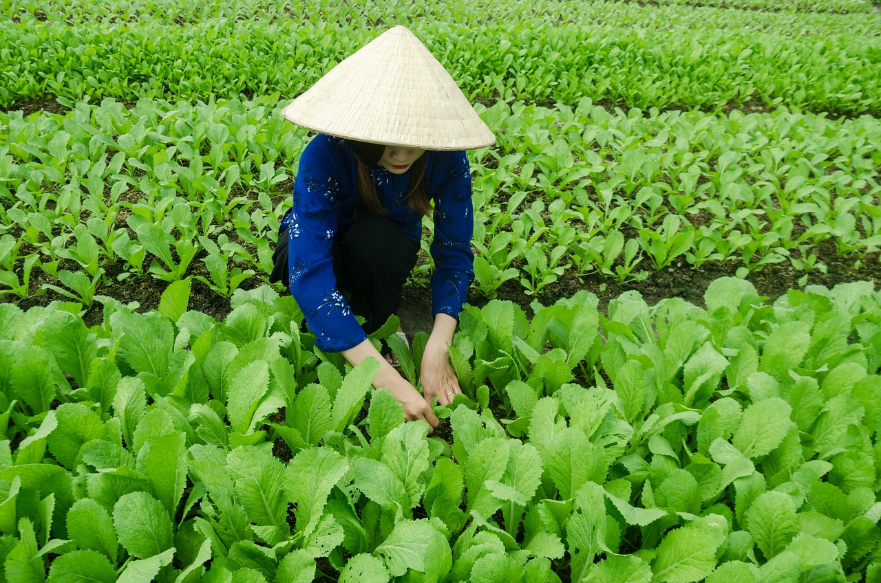 三亞海坡村最新概覽，最新發(fā)展動態(tài)與現(xiàn)狀解析
