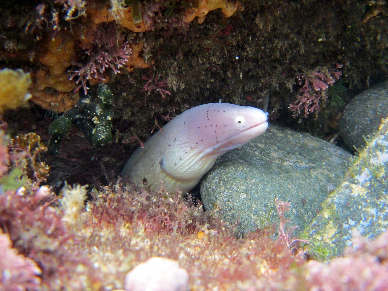 探索海洋霸權(quán)，最新360海島奇兵下載指南