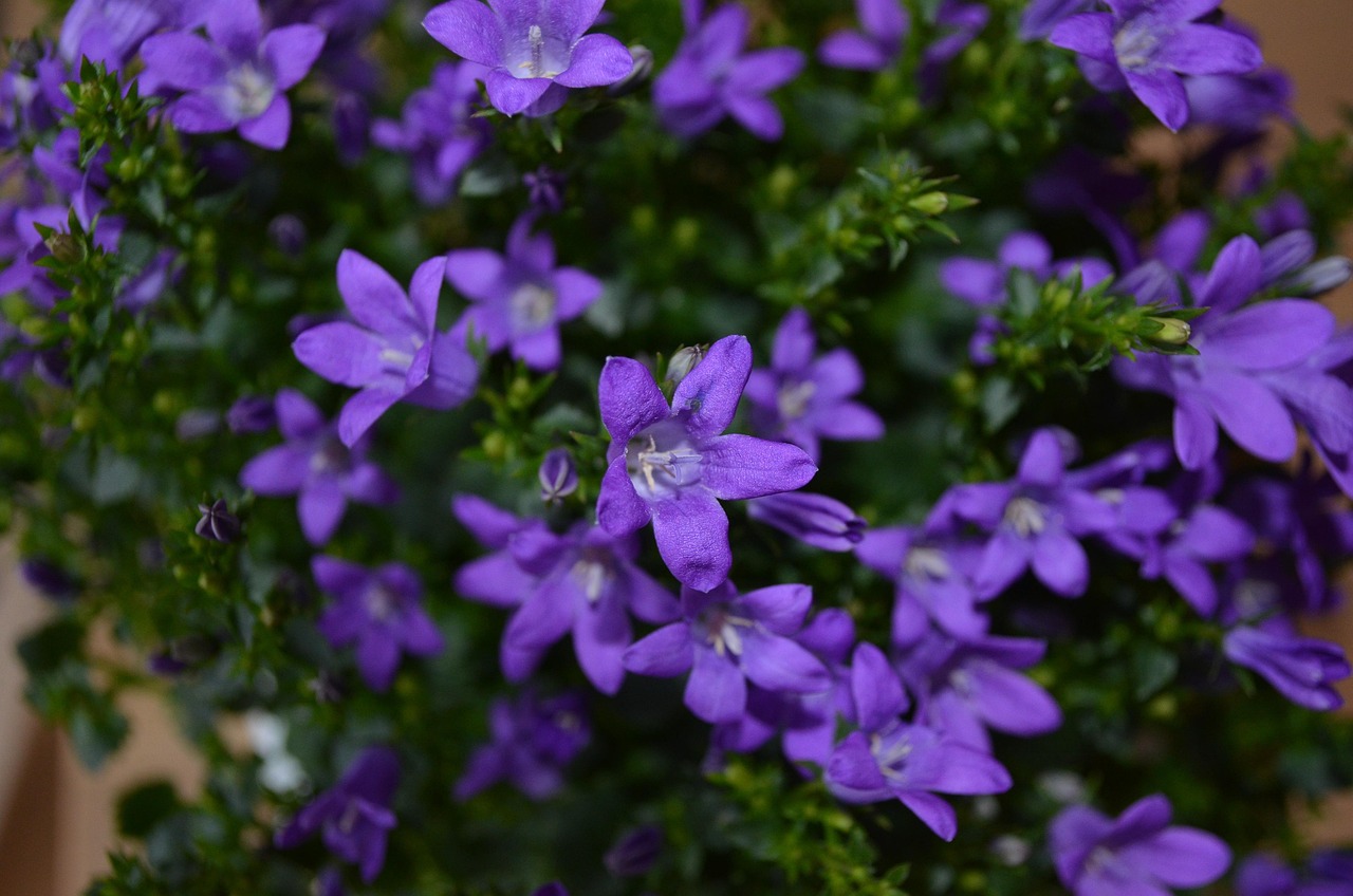 燕郊四季花都最新動態(tài)，城市未來之花綻放，花朵與都市共成長