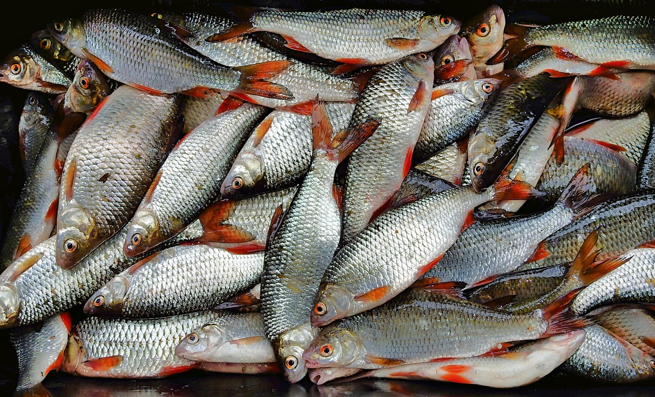 浦魚達人最新版本下載，全新功能與特色體驗