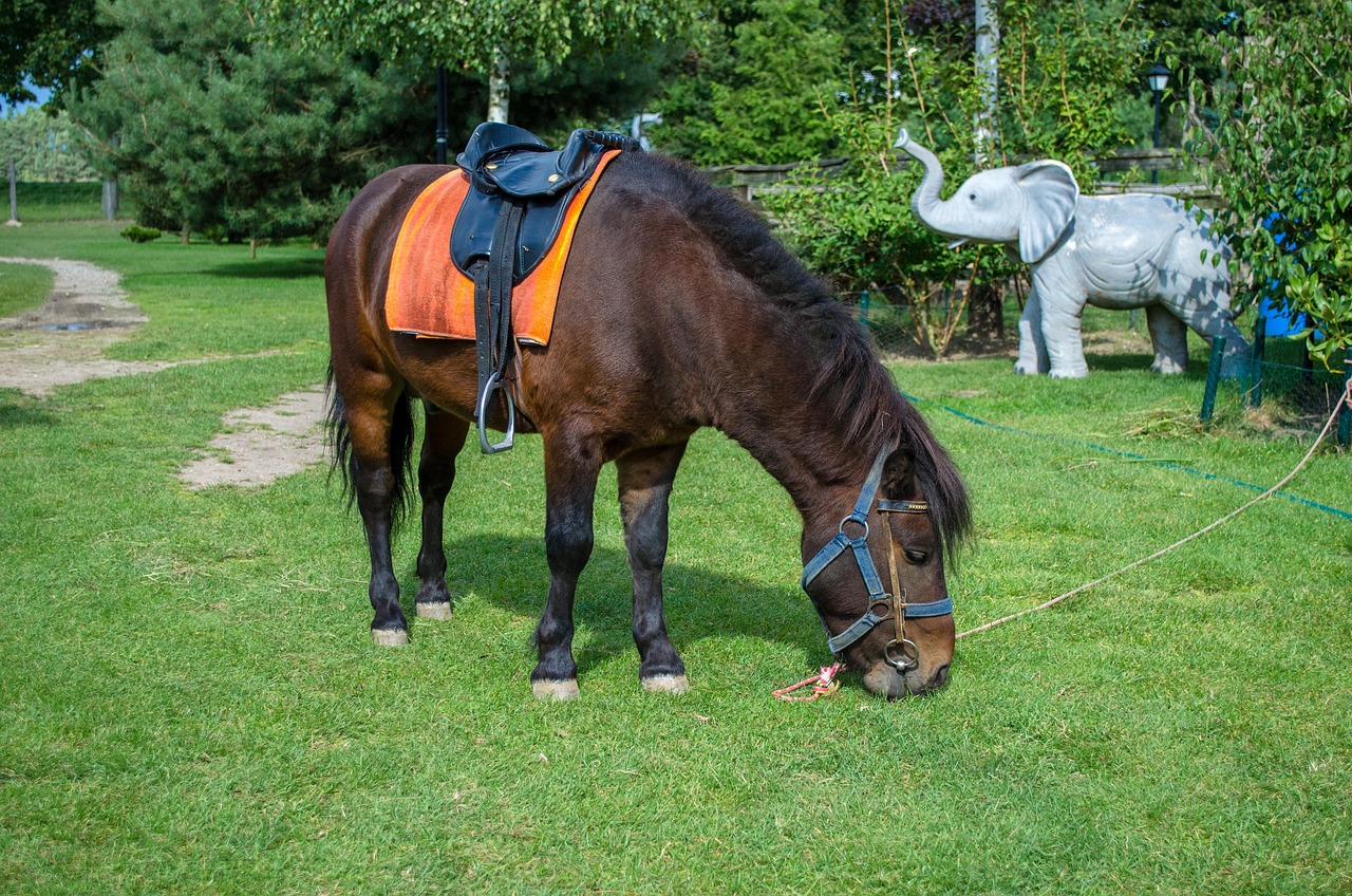 深圳野生動物園游玩攻略，最新整理指南